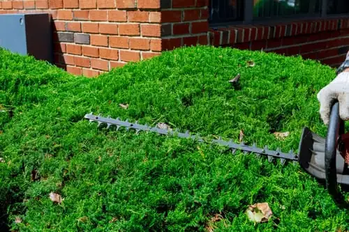 Neatly edged lawn and trimmed shrubs after a maintenance visit