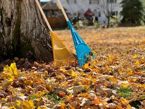 Yard Clean Up